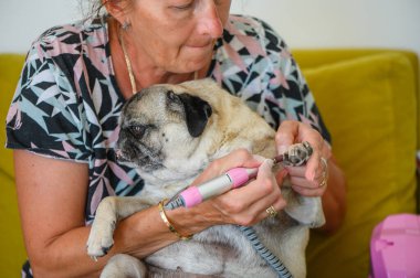 Kadın köpek pençelerini keskinleştiriyor.