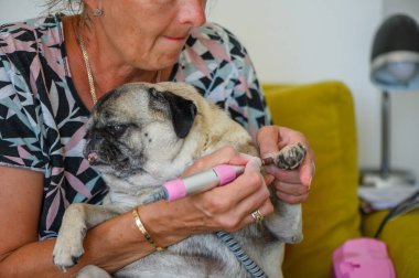 Kaplıcada köpek bakıcısıyla ilgilenen bir kadın.