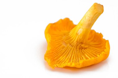 Altın Chanterelle mantarı (Cantharellus cibarius) 3