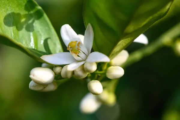 stock image Lemon flower and leaves in a village in the Turkish Republic of Northern Cyprus 7