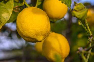 Sarı turunçgil limon meyvesi ve yeşil yapraklar bahçede. Ağaç dalında büyüyen limon..