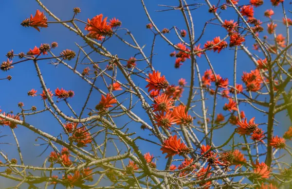 stock image corral tree flowers in a garden in Cyprus