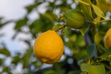 Limon. Limon ağacında sallanan olgun limonlar. Büyüyen Limon 5