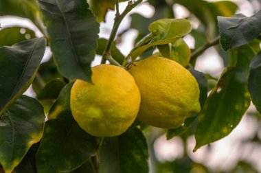 Yeşil doğal bahçe arkaplanı üzerinde limon meyvesi bulanık arkaplan yapraklı limon meyvesi.