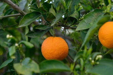 Olgun meyvelerle dolu portakal ağacı dalları. Doğal meyve arka planı.