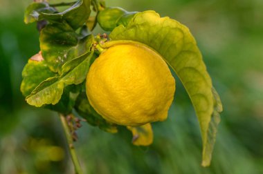 Yapraklı turunçgil limon meyvesi, işe yarayan bir dalda tatlı limon meyvesi.