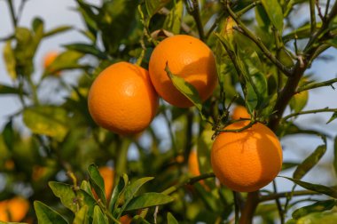 Olgun meyvelerle dolu portakal ağacı dalları. Doğal meyve arka planı 3