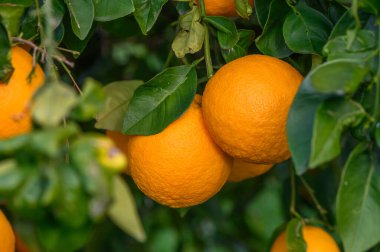 Turuncu bir bahçedeki ağaçta asılı olgun portakalların yakın çekimi.