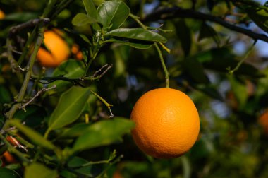 Ağaca asılı olgun portakal buketi, Kıbrıs, Gaziveren 2