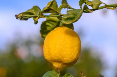 Yaprakları soyutlanmış limon meyveleri, çalışma yolu olan bir dalda tatlı limon meyveleri. 16