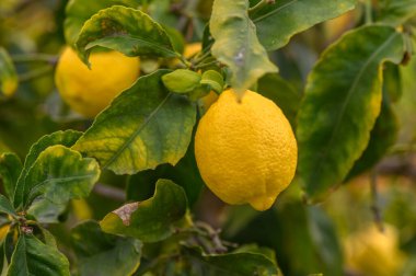 Limon. Ağaçta asılı olgun limonlar. Büyüyen Limon 6