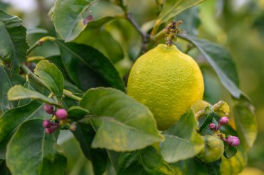 Limon. Ağaçta asılı olgun limonlar. Büyüyen Limon 2