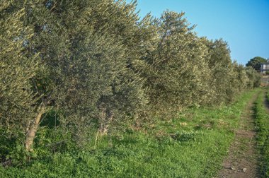 Kıbrıs Rum Kesimi 2 'de kışın bahçede zeytin ağaçları