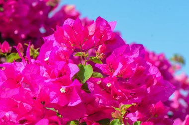 Kağıt çiçek olarak da bilinen renkli bougainvillea çiçeğinin yakın plan görüntüsü, ev bahçesi için kırmızı çiçek