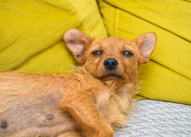 Köpek kanepede yatıyor.