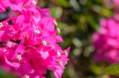 Bougainvillea Spectabilis 'in fidanlıktaki çiçek bitkisi hasat için nakit mahsulüdür.