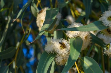 ellow Eucalyptus Gum Blossom - okaliptüs makrokarpa, yaygın olarak mottlecah olarak bilinir..