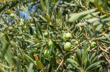 Zeytin ağacında olgunlaşmış zeytinler..