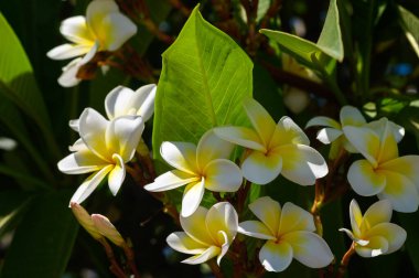 (Plumeria), üst üste üç beyaz plumeria çiçeği.