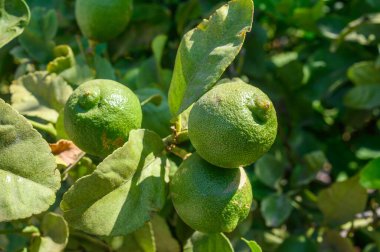 Bahçedeki yeşil limon ağacı gün ışığında. Dala asılı taze yeşil limon meyvesi.