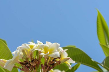 Plumeria renk karışımı beyaz ve sarı renkli çiçek bahçede çiçek açıyor.