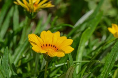 Güneş doğarken tarlada yetişen Gazania linearis çiçekleri