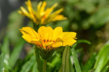 Afrika papatyası, Gazania Linearis, çiçek, bahar, bahçe, flora