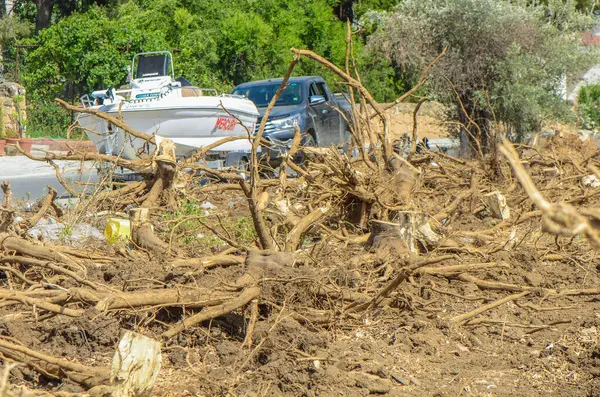 Gazeveren Kıbrıs 03.07.2024 - kazıcı portakal ağaçlarının kökünü kazıyor