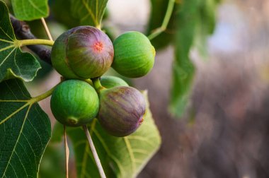 raw fig fruit on a branch of a fig tree clipart