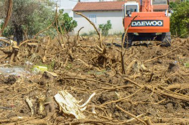 Gazeveren Kıbrıs 03.07.2024 - kazıcı portakal ağaçlarının kökünü kazıyor