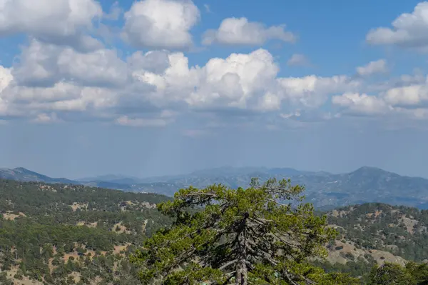 Kıbrıs Rum Kesimi 'nin Troodos dağ sistemindeki Alp manzarası.