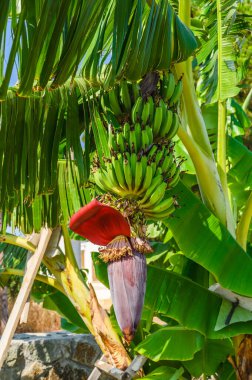 Madeira adasındaki bir muz ağacında çiçek açan muz çiçeği ve muz meyveleri