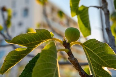 Dal üzerinde büyüyen olgunlaşmamış incirlerin (Ficus carica) yakın çekimi