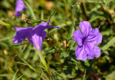 Ruellia tuberosa ya da Purple Kencana ya da Ruellia brittoniana ya da Ruellia tuberosa ya da Mor Ruellia çiçeğinin yeşil yapraklar üzerinde çiçek açması.