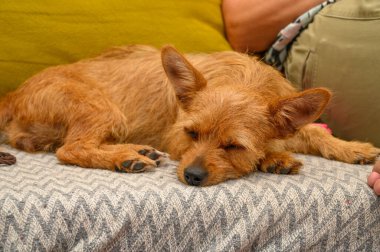 Büyük kulaklı, kurtarılmış şirin kırmızı bir köpeğin portresi.