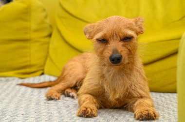 Kırmızı köpek evdeki kanepede yatıyor..