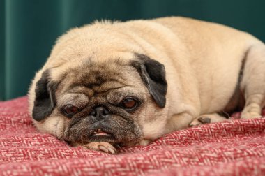 Gri tekstil kanepesinde yatan üzgün yüz ifadesi olan komik, rüya gibi bir köpek.