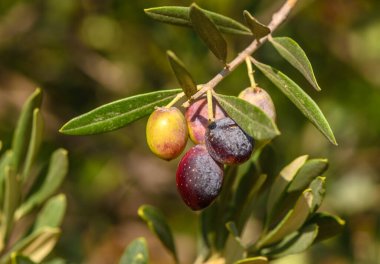 Organik tarım, sağlıklı üretim, Akdeniz tarımı, doğal büyüme, zeytin hasadı. 1