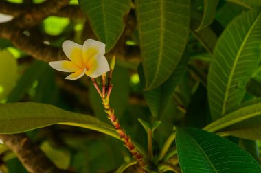 Ağaçta Çiçek Açan Plumeria 'nın Kapanışı