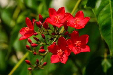 Parlak kırmızı çiçek kümesinin yakın görüntüsü ve jatropha integerrima tomurcukları nam-ı diğer peregrina