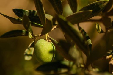 Güneş batarken zeytin dallarından sarkan olgun yeşil zeytinler sahneye sıcak bir ışık saçıyor.