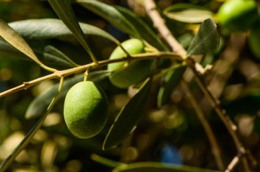 İspanyol zeytin ağacı, güneşli bir günde yeşil zeytin dalına yakın, İspanya 'da tarım 1.