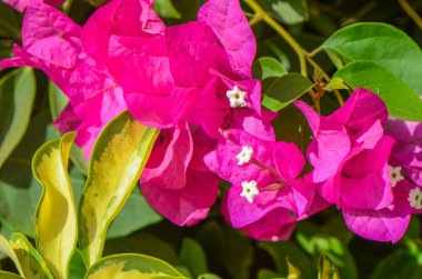 Pembe bougainvillea çiçekleri parkta