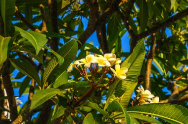 Çiçekli Plumeria yakutu ağacı