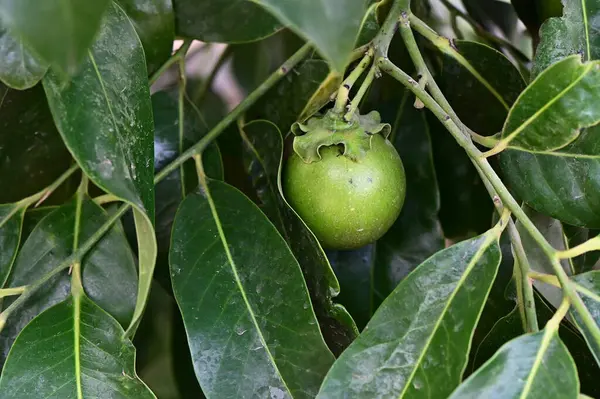 Ağaçta siyah sapote meyvesi, meyveli çikolatalı puding.