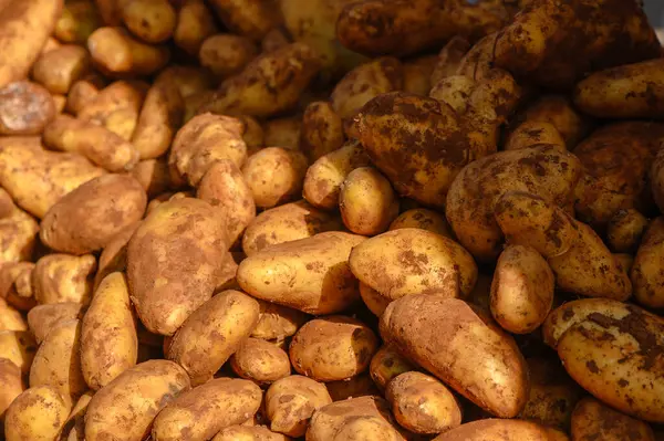 Toprakla kaplı taze patates yığını.