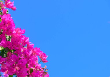 Yaz mevsiminde Bougainvillea çiçekleri ve bougainvillea ağacı.