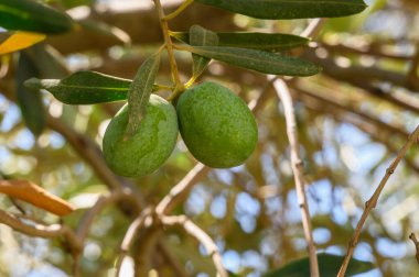 Zeytin ağacı dalları güneş ışığını kapatır Akdeniz zeytin ağaçları yetişir