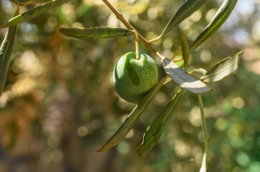 Güneş pankartıyla zeytin dalı