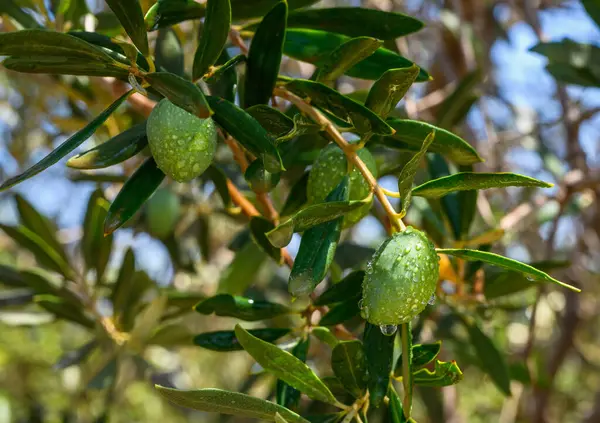 Gün batımında zeytin dalları üzerinde canlı yeşil zeytinler büyür.